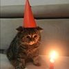 heerkitty
